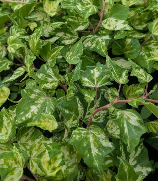 Hedera helix ‘Golden Ingot’ – zlatolistý brečtan